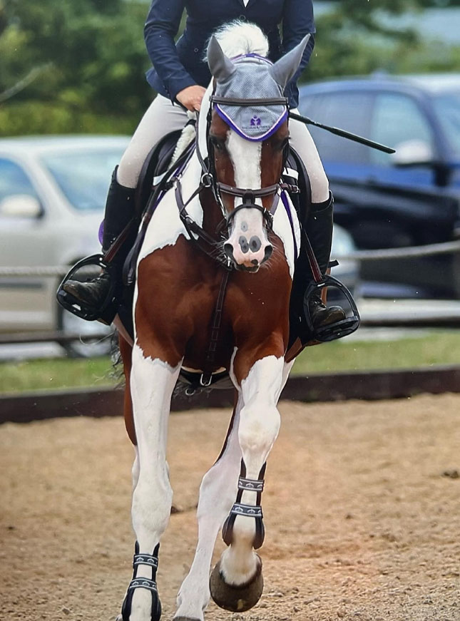 High Offley Endeavour, sired by High Offley Fernando out of an Animo mare