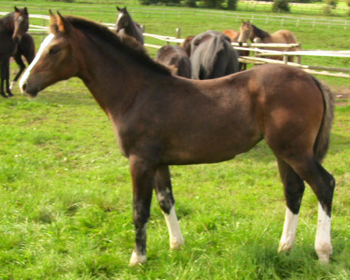 Filly Yearling