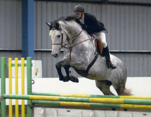 Crocodile Dundy Z - Placed in showjumping championship