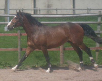 Young Competition Horse