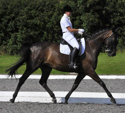 Dressage Horse Training