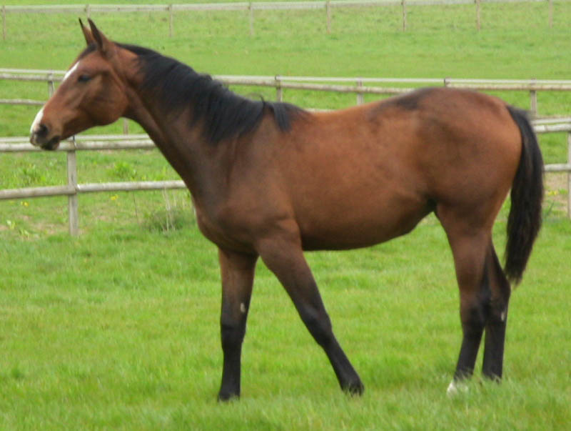 Young Sport Horse