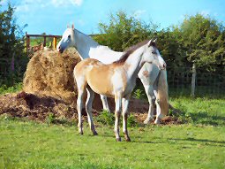 Andalusian Foals For Sale