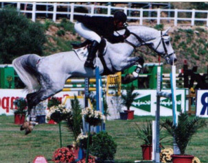 Arturo 8 - Holstein Showjumping Stallion