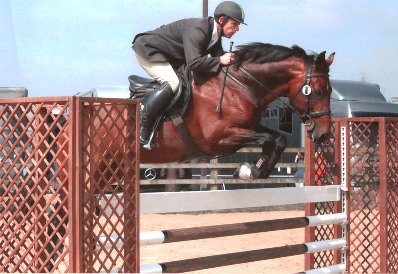 Arturo 9 - International Jumping Stallion - Horses Sold                                             
