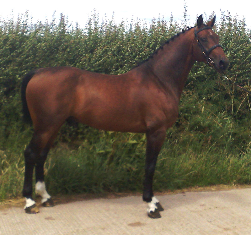 Arturo9 - Home Bred Stallion