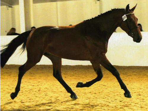 Dressage Horse For Sale