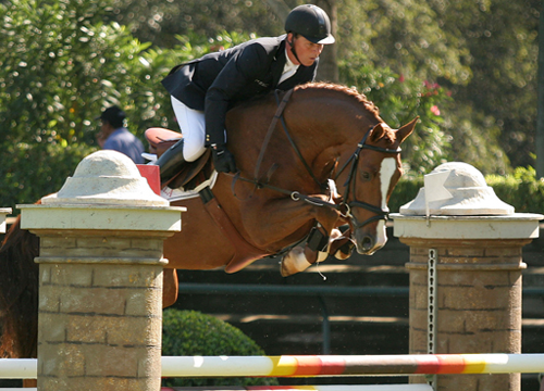 Showjumper Cancun La Silla                                                                                                                                                                                                                                     