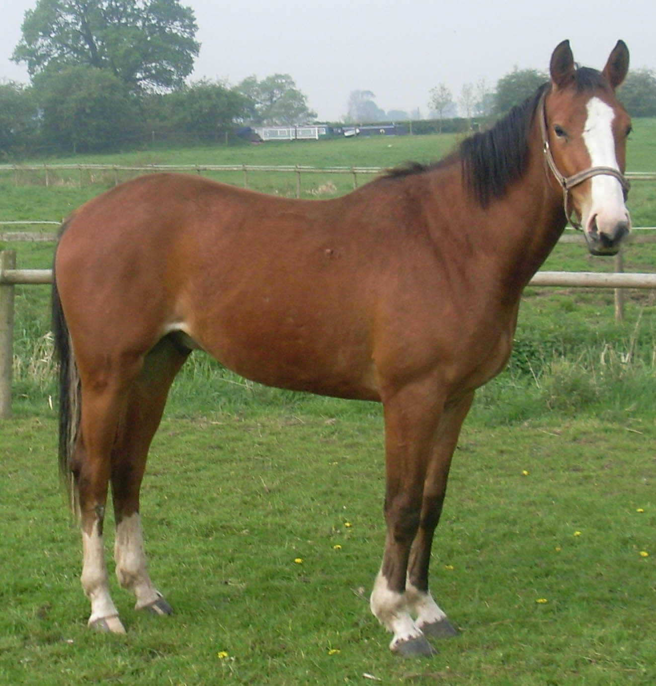 Young Peformance Horses