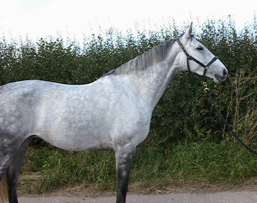 Competing Horse For Sale