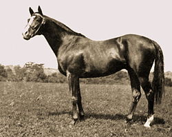 Epinard - French Thoroughbred Stallion