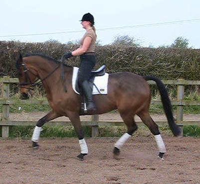 Samantha Morrison - Dressage Rider                                                                                                                                                                                                                             