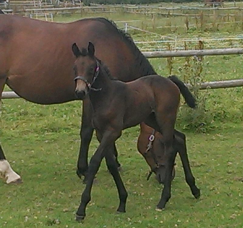 Foals For Sale