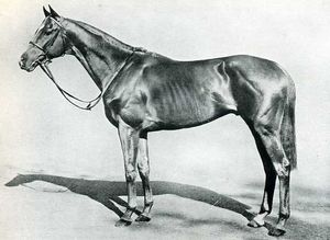 Galcador - French Thoroughbred Stallion
