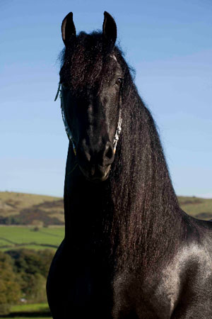 Friesian Horse Hoitze                                                                                                                                                                                                                                          