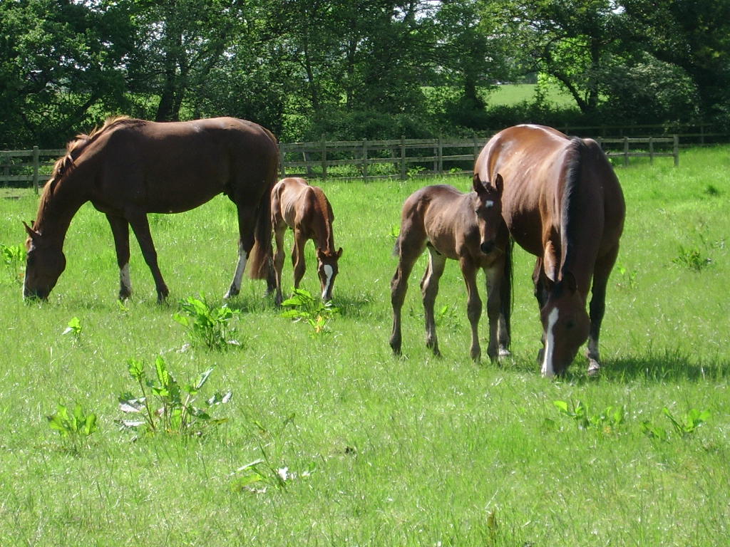 horse breeds