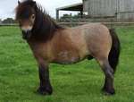Shetland Show Ponies For Sale