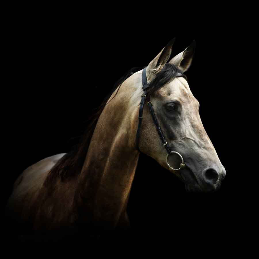 Prianik Akhal Teke Stallion                                                                                                                                                                                                                                    