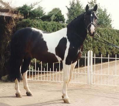 Samber -  Coloured Stallion