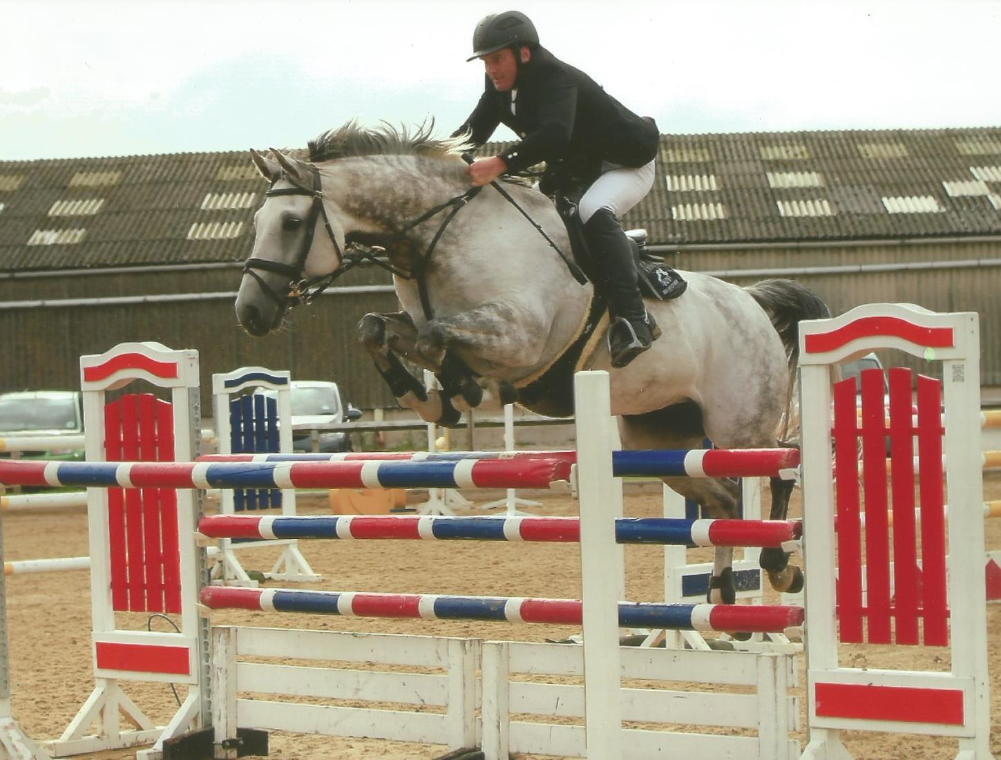 Competition Horse - Showjumper