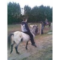 appaloosa ponie for sale. 11.2hh ride and drive