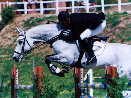 Arturo 8 - Holsteiner Stallion