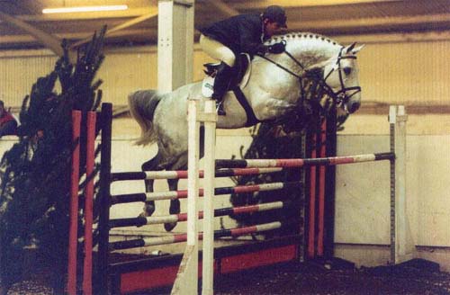 Showjumping Stallion Arturo 8