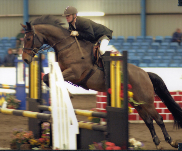 Showjumping horses for sale