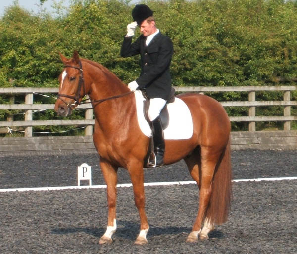 Dressage Horses For Sale