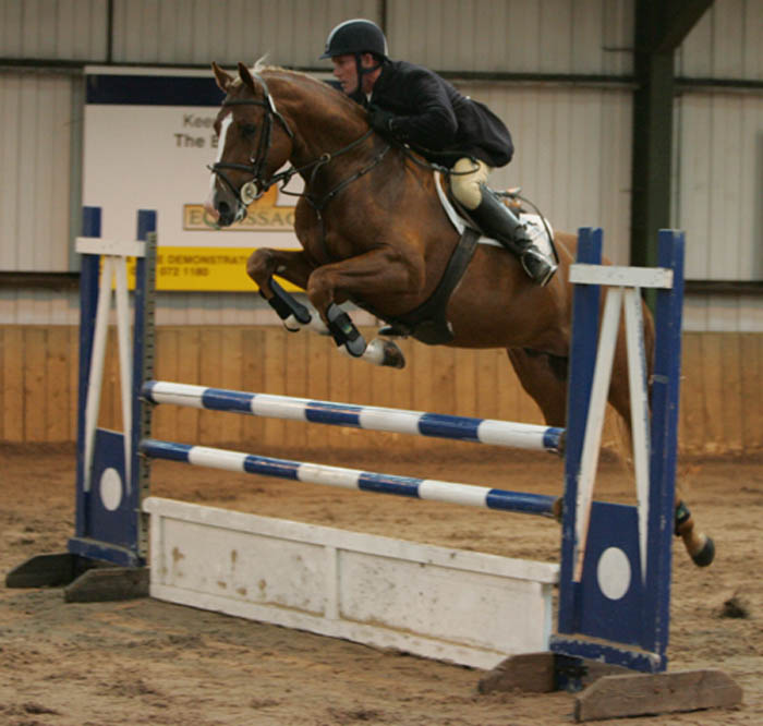 Showjumping Stallion For Sale