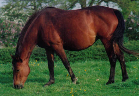 Broodmare - KWPN x Irish Sports Horse