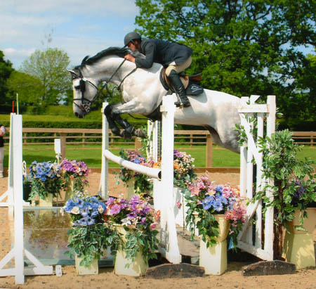 Crocodile Dundy - Show Jumping Stallion