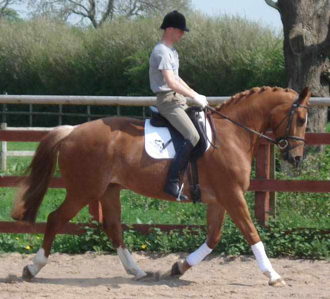 Dressage Horse For Sale