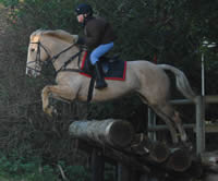 Pony Showjumper