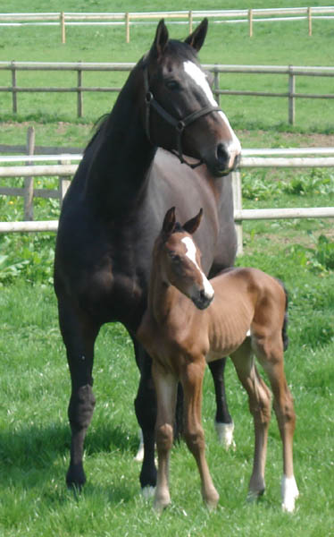 Home Bred Brood Mare