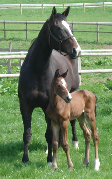 Holstein Stallion Arturo 8