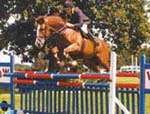 Mosaik - Competition Horse and Brood Mare                                                           