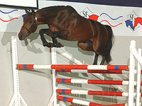 Ol Metta - French Sport Horse Stallion