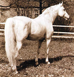 Ramzes - Ango Arab Stallion sire of sport horses