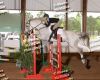 Camiel Z -- Grey Belgian Warmblood Gelding